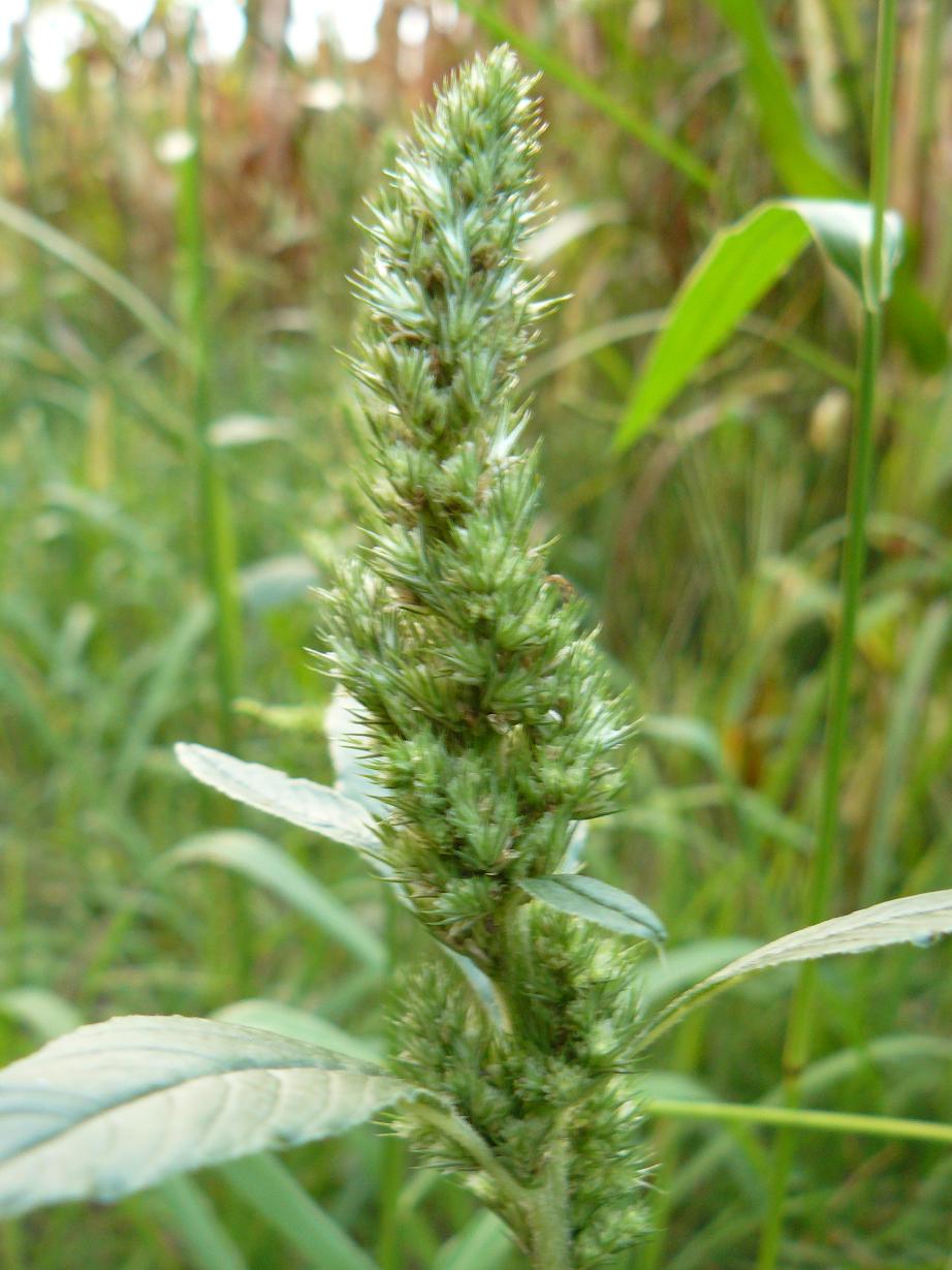 infestante soia e mais - Amaranthus sp.